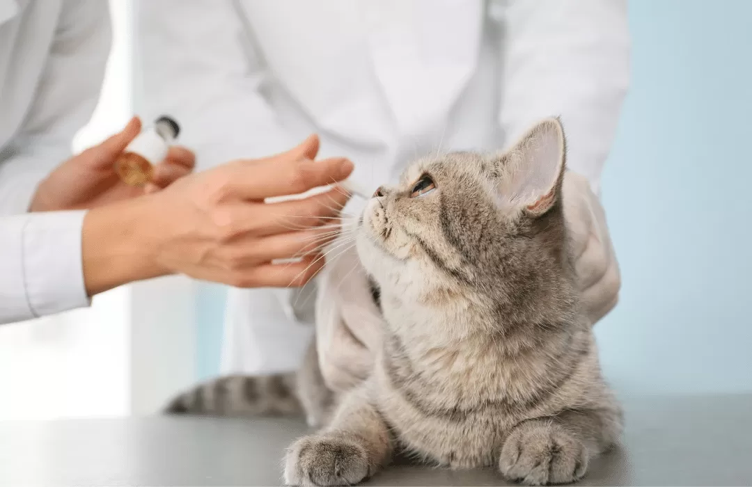 Kedi Aşıları – Bilmeniz Gereken Her Şey